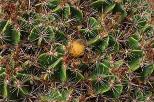 Lanzarote Awaits: Your Comprehensive Travel Guide to the Island's Unique Landscapes and Culture